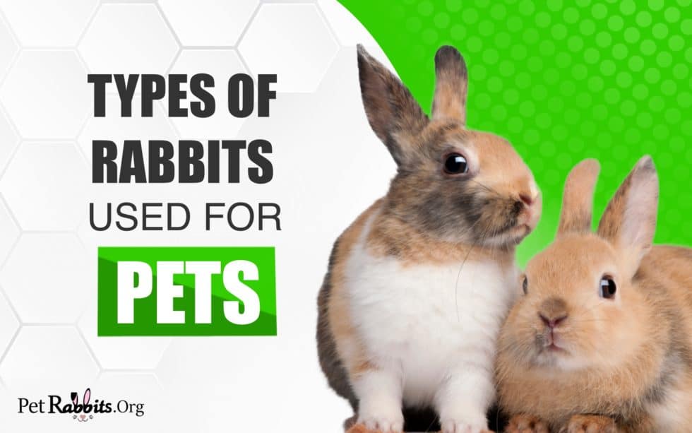 Types Of Rabbits 