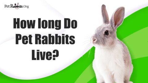 How Long Do Pet Rabbits Live? Rabbit lifespan | PetRabbits.org