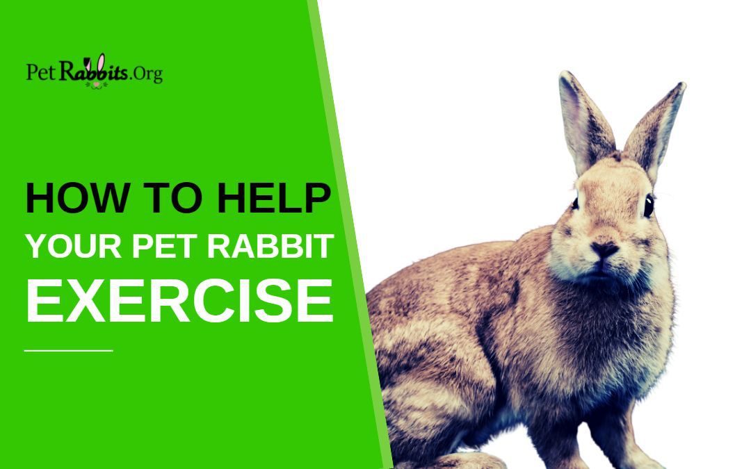 Albert shares 7 wild ways to exercise your rabbit