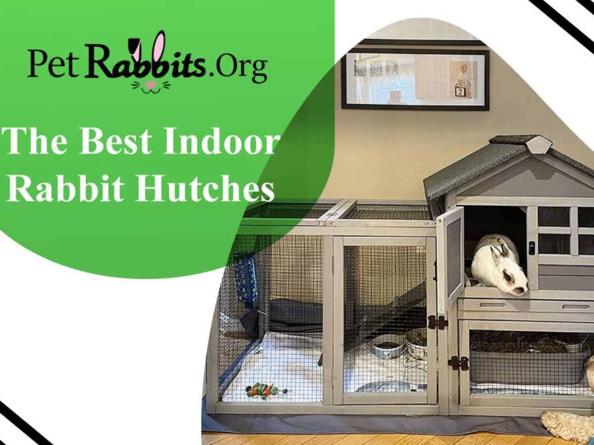 best rabbit enclosures